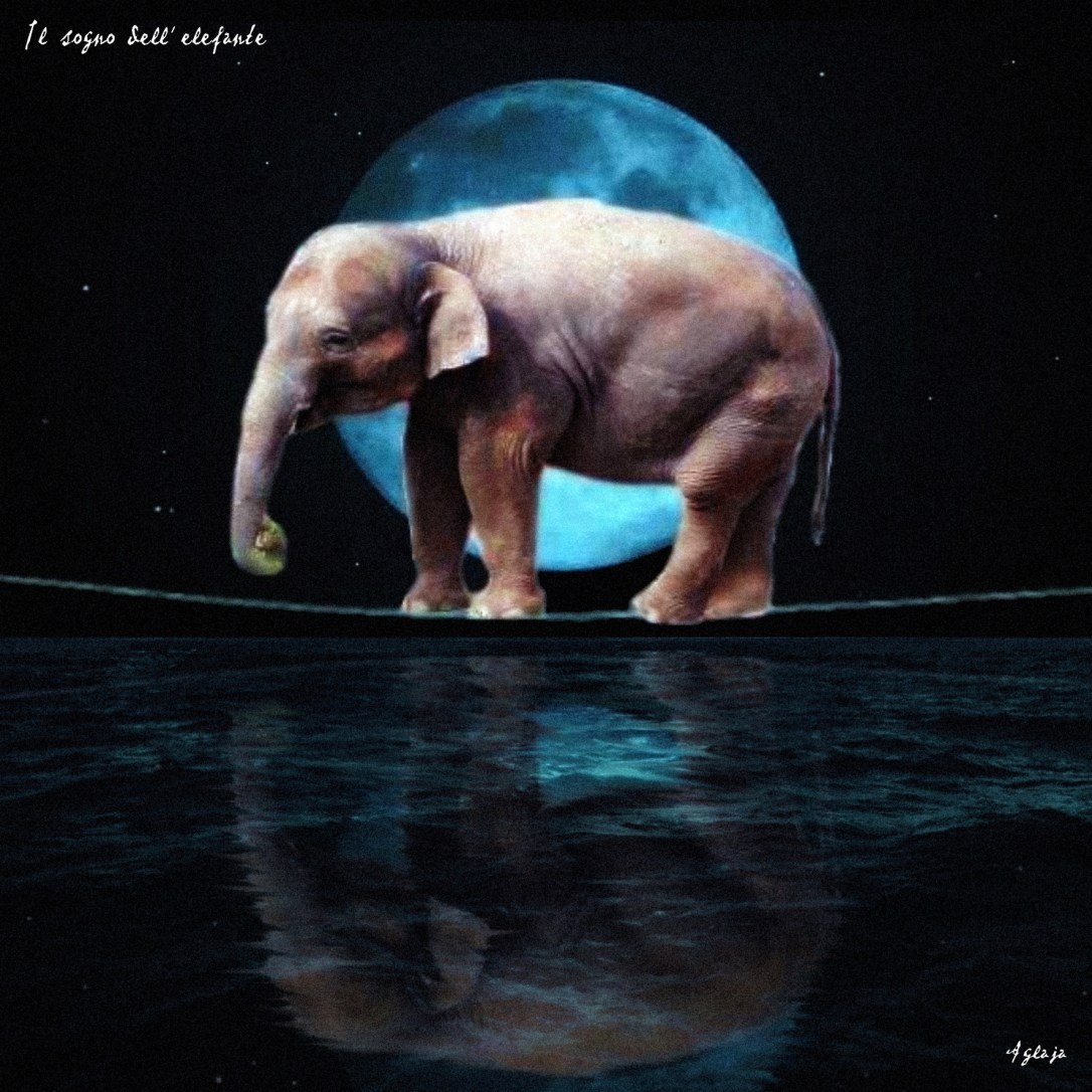il sogno dell'elefante